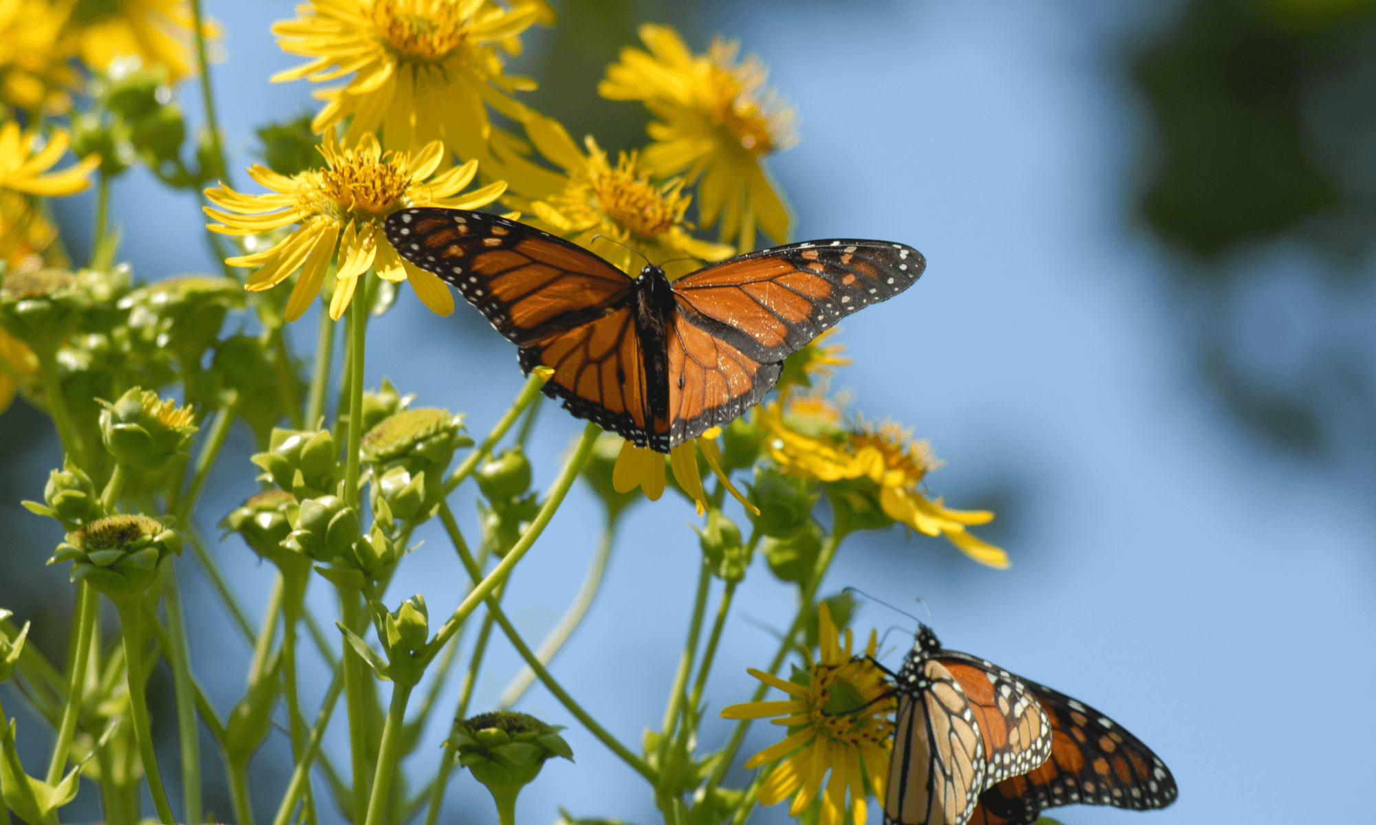 How to Make a Butterfly Garden featured image